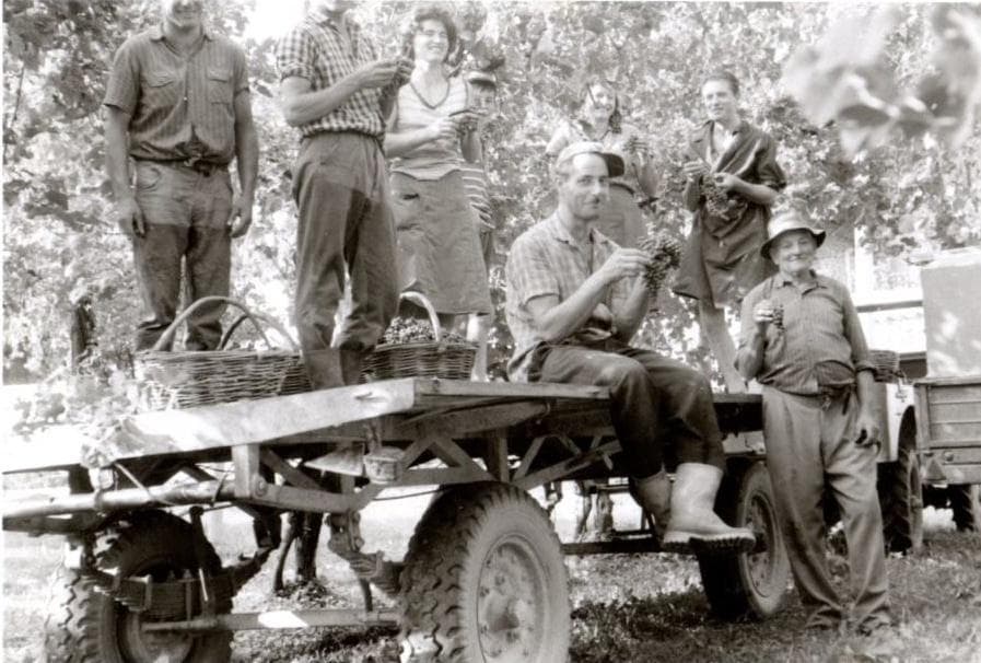 Fotografia d'archivio della famiglia Ercolani su un carro carico di ceste da vendemmia